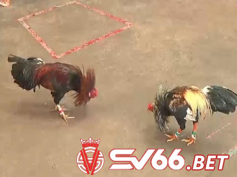 Lịch phát đá gà cựa sắt trực tiếp hôm nay tại SV66.bet