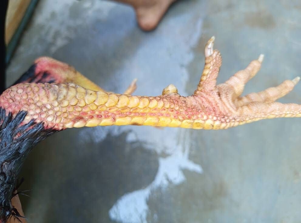 Hình dáng vảy