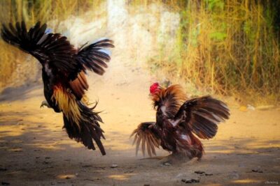 Gà linh kê là gì? Bí mật về giống gà khiến sới đá bùng nổ