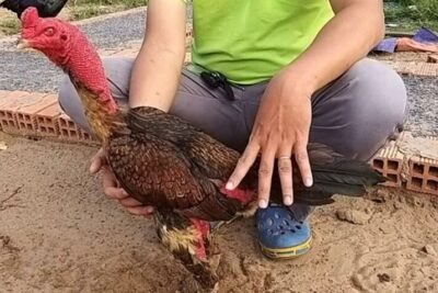 Top 5 bài tập luyện cơ chân cho gà chọi hiệu quả nhất